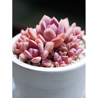 Graptoveria Debby 30เมล็ด.-69