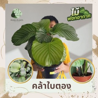 คล้าใบตอง - Peeraplants ต้นคล้า คล้าใบตองต้นใหญ่ ต้นไม้ฟอกอากาศ ต้นไม้มงคล ต้นไม้ด่าง ต้นไม้พร้อมกระถาง 6-8 นิ้ว