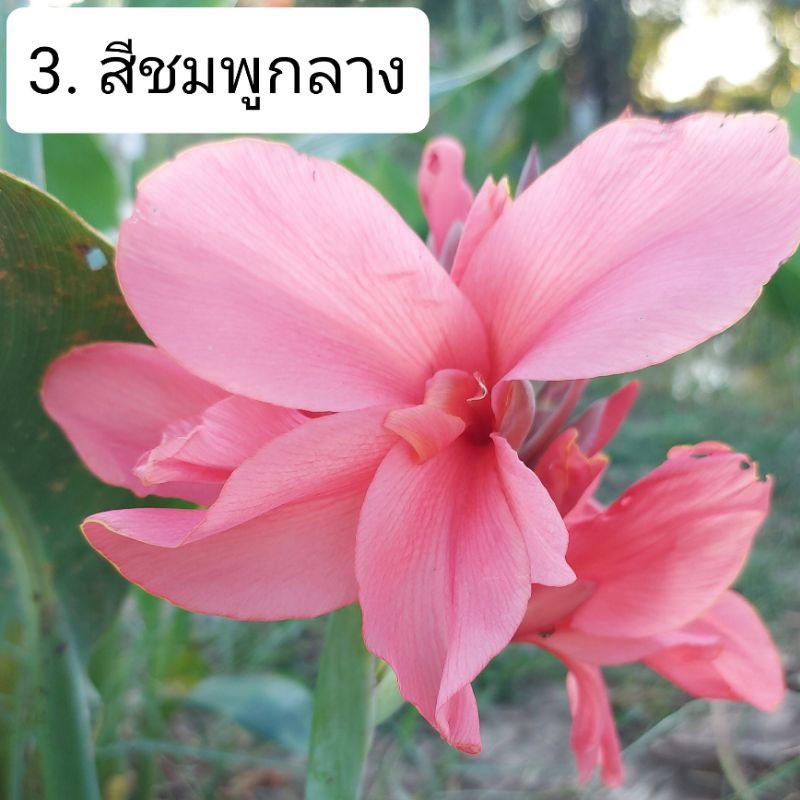 พุทธรักษา สีชมพูกลาง (ส่งต้นสูง 20-30 ซม)