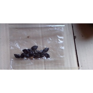 เมล็ดบวบเหลี่ยมพันธุ์ดี20เมล็ด10บาท