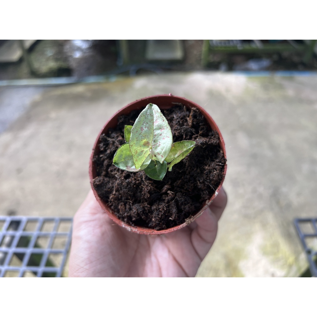 Syngonium milk confetti สีชมพูพาสเทล กระถาง3 นิ้ส ไม้เนื้อเยื่อ