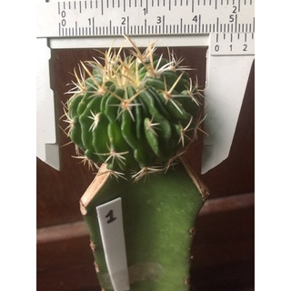 cactus  คลื่นสมอง Echiinofossulocactus  กราฟตอสามเหลี่ยม คลืนสมอง