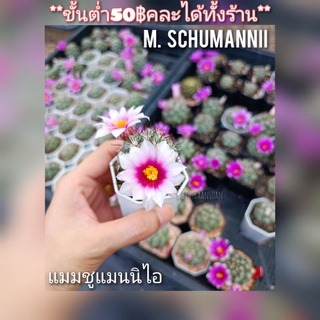 Mammillaria Schumannii ลุ้นดอกผักบุ้ง**ขั้นต่ำ50฿คละได้ทั้งร้าน กระบองเพชร แคคตัส แมมชูแมนนิไอ ชูแมนนิอาย 1.5-2cm.