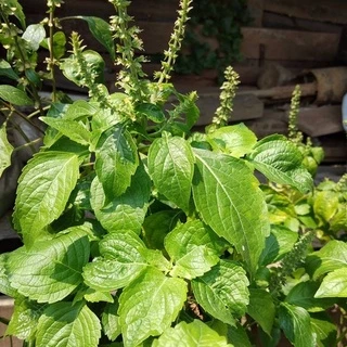 ยี่หร่า โหระพาช้าง กะเพาควาย ตัวเลือสูงสุด เมล็ดพันธุ์ 120 เมล็ด [10 แถม 1 คละได้]