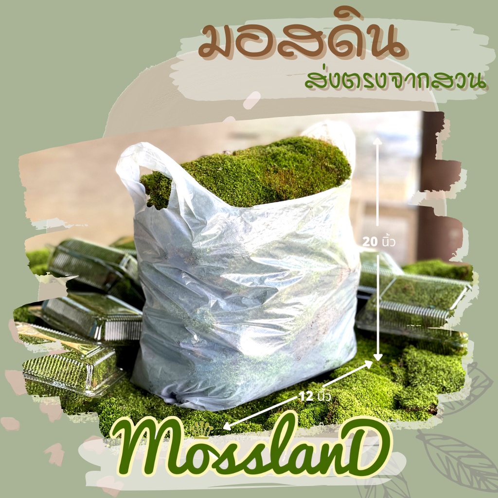 มอสดิน (สวนขายเอง) ถุงขนาด 12 × 20 นิ้ว สดใหม่ให้เยอะแน่นอน รีวิวดี ส่งตรงจากสวน มอสจัดสวน มอส มอสสด