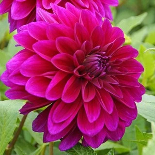 เมล็ดดอกรักเร่ คละสี 100 เมล็ด เมล็ดรักเร่ Dahlia Color Mix