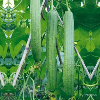 （การันตีอัตรางอก）เมล็ดพันธุ์ รังบวบ Long Luffa seeds Loofah Seeds บรรจุ 30 เมล็ด (ไม่ใช่พืช)  เมล็ดพันธุ์ผัก ต้นผลไม้