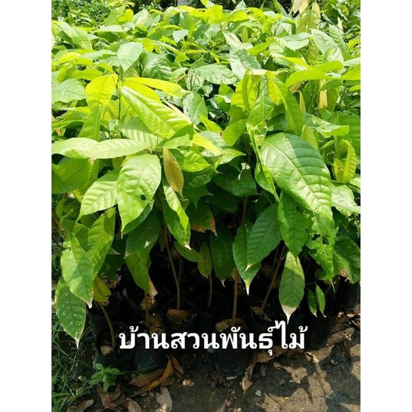 ต้นโกโก้/ไม้เศรษฐกิจ