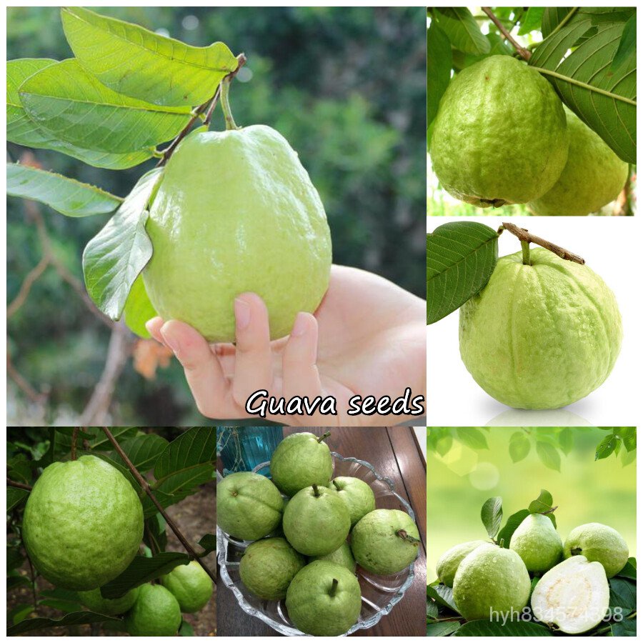 ถูก ใหม่ สายพันธุ์ของแท้ 100% พร้อมสต็อก Guava seeds บอนสีชายชล เมล็ดพันธุ์ พันธุ์ไม้ผล ต้นไม้ฟอกอากาศ ต้นไม้มงคล ต้น JA
