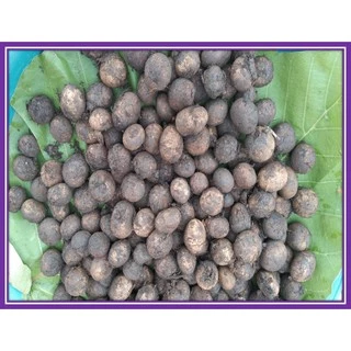 เชื้อเห็ดเผาะ/เห็ดถอบสูตรเข้มข้น คัดแต่ลูกที่มีสปอร์สีดำ นำมาเพาะเชื้อ แล้วนำมาราดกับรากต้นไม้อาศัย เพื่อให้เชื้อเกาะราก