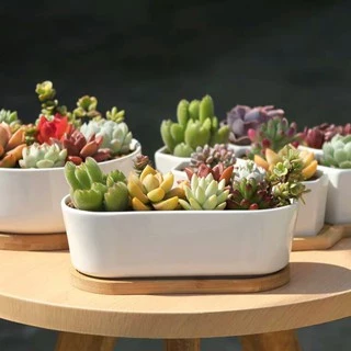 Plants Center T202 กระถางต้นไม้ เซรามิกขาวทรงรี มาพร้อมถาดรองไม้ ขนาด วัสดุเซรามิกเคลือบเงา ขนาด 17.5*8*6cm