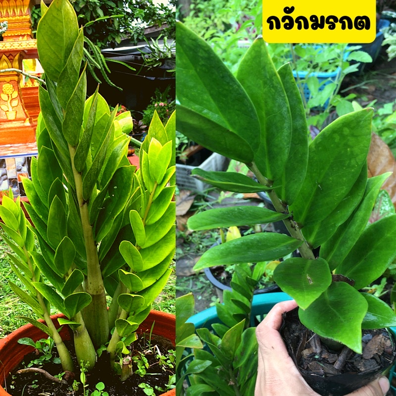 🌱กวักมรกต🌱ไม้มงคล ไม้ฟอกอากาศ ต้นไม้โตง่าย ตายยาก เสริมโชคลาภ เรียกทรัพย์ พร้อมถุงชำพร้อมปลูก
