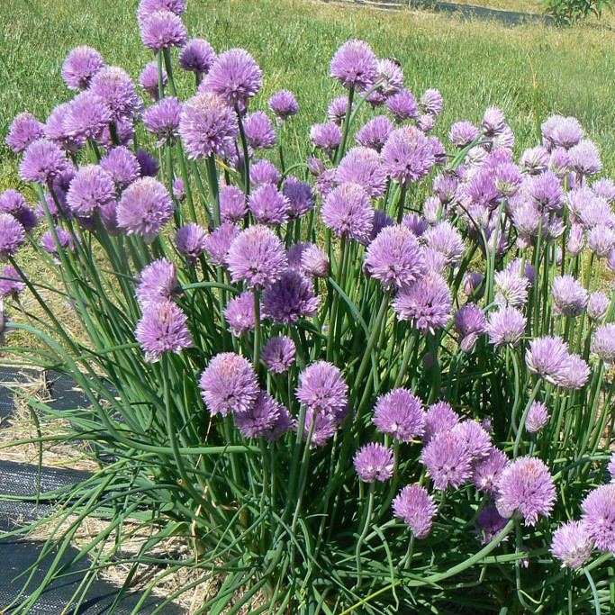 เมล็ดพันธุ์ ต้นหอมฝรั่ง(ไชว์ส) (Common Chives Seed) บรรจุ 200 เมล็ด คุณภาพดี ราคาถูก ของแท้ 100% ราคา ถูกที่สุด ดีลบีเคเค แกลเลอรีภาพที่ 2