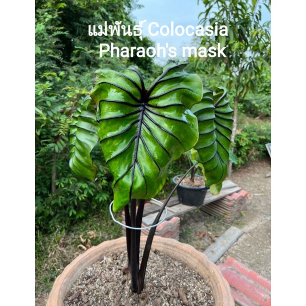 🔥ราคาแบ่งปัน🔥ข้อไหลหน้ากากฟาโรห์ ข้อไหลชำ  l Colocasia pharoh's💯พร้อมส่ง สินค้าตรงตามรูป  ขนาดกระถาง4"