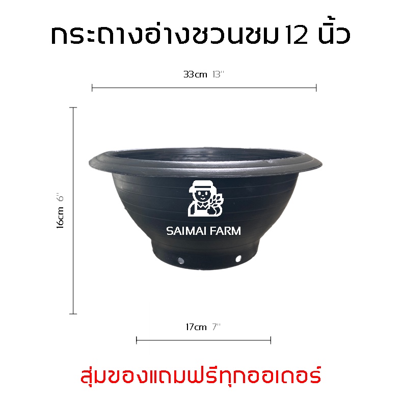My Image 38