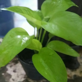 ต้นพลูทอง 1 กระถาง 3" ไม้ฟอกอากาศ