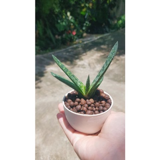 ลิ้นแคระ แกสทีเรีย กราชิลิส เบเคอร์ Gasteria gracilis Baker