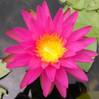 100 เมล็ด เมล็ดบัว สีชมพู นำเข้า บัวนอก สายพันธุ์เมล็ดบัว Waterlily Nymphaea Seeds