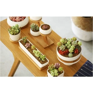 Plants Center T201 กระถางต้นไม้ เซรามิกขาวเซตหกเหลี่ยม มีถาดรองไม้ ขนาด19.5x14.4x5.5 cm เป็นเซรามิกเคลือบเงา ปลูต้นไลทอป