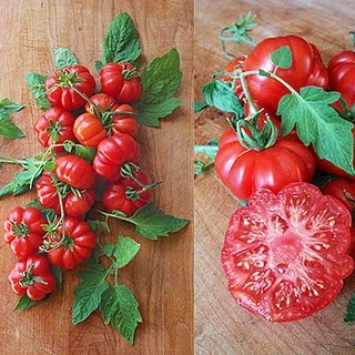 เมล็ดพันธุ์ มะเขือเทศ คอสโตลูโต Costoluto Genovese Tomato Seed 20 เมล็ด คุณภาพดี ของแท้ 100%