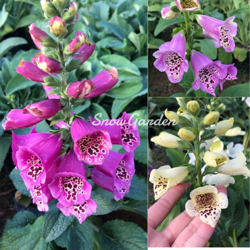 ต้น ถุงมือจิ้งจอก ดิจิทาลลิส Foxglove เลี้ยงง่าย (ส่งติดดอก) ดอกสวยมาก