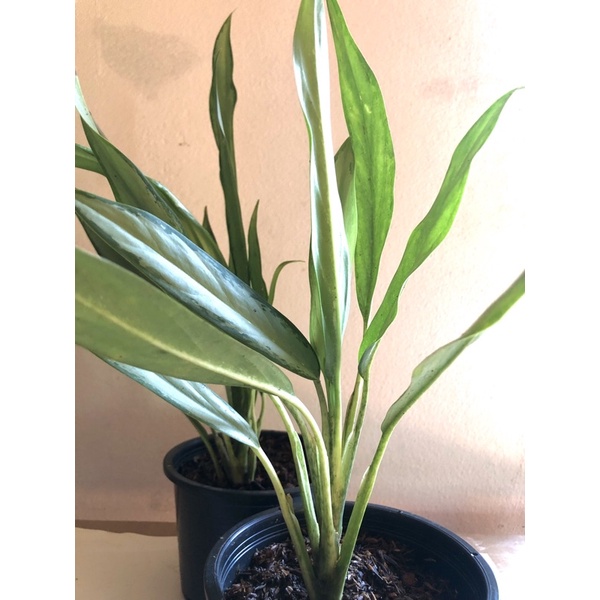 Aglaonema sp. ‘Setthirmai อโกนีมา เศรษฐีใหม่