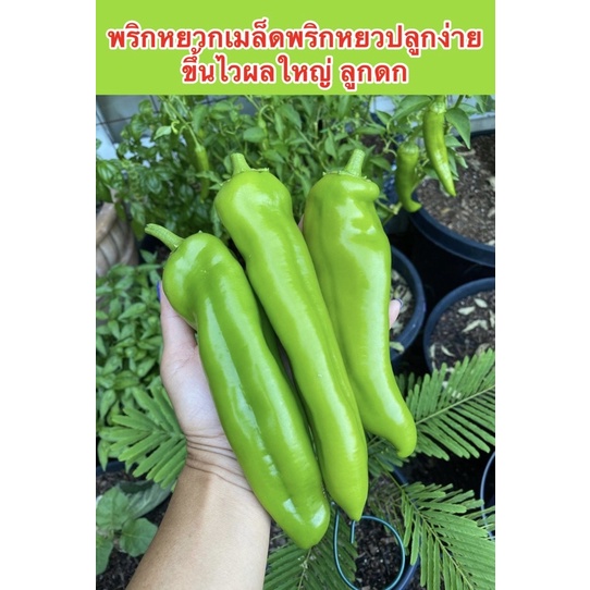 พริกหยวกเมล็ดพริกหยวก ปลูกง่าย ขึ้นไว ผลใหญ่ ลูกดก