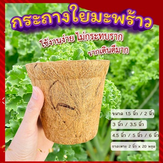 กระถางใยมะพร้าว 🍂กระถางต้นไม้ เพาะชํา เพาะกล้า รากเดินดี ลงด…