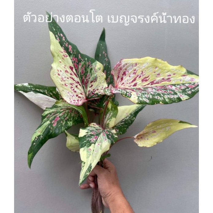 บอนสีเบญจรงค์น้ำทอง(ด่างน้อย)