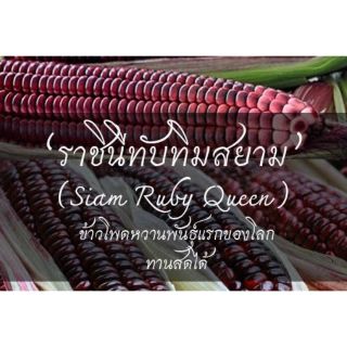 ข้าวโพดทานดิบราชินีทับทิมสยาม (Siam Ruby Queen) ชุดละ 50 เมล็ด