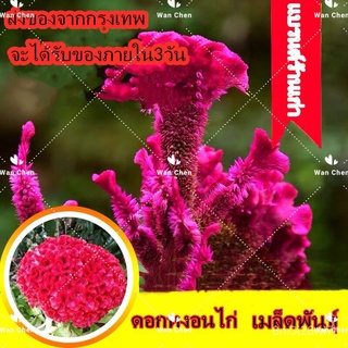 （เมล็ดพันธุ์ ถูก คละ）เมล็ดพันธุ์ ดอกหงอนไก่ (Celosia Plumosa Seed) คละสี 200 เมล็ด ต้นไม้มงคล ไม้ประดับ เมล็ดพันธุ์ Flow