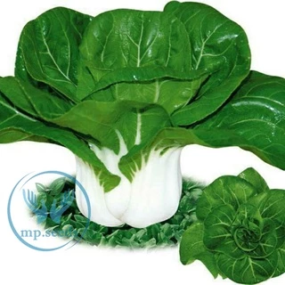 เมล็ดบ๊อกฉ่อย 2,500 - 5,000 เมล็ด เบบี้บ๊อกฉ่อย ผักกวางตุ้งฮ่องเต้ก้านขาว Pakchoi / Bokchoi