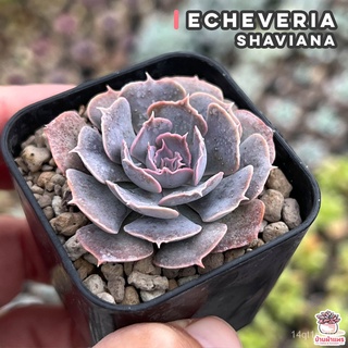 เมล็ดอวบอ้วน100%Echeveria Shaviana กุหลาบหิน cactus&amp;succulentหลากหลายสายพันธุ์เมล็ดพืชคุณภาพสูงRussianManilaFlowerLycope