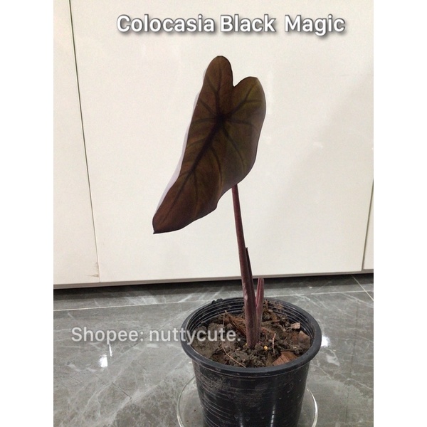 Colocasia Black Magic บอนดำ(ใบดำ-ก้านดำ)