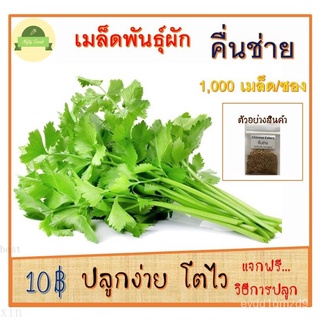 เมล็ดอวบอ้วน100%เมล็ดผักพื้นบ้าน ผักสวนครัว  เมล็ดพันธุ์  คื่นช่าย 1,000 เมล็ด 10บาท ถูกสุด ปลูกง่าย เมล็ดดี มีคุณภาพเมล