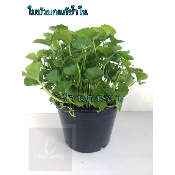 บัวบก ต้นใบบัวบก ผักสมุนไพรไทย พร้อมส่งต่อ