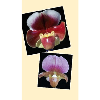 Paph.W.churchill x pacific ocean  x Paph.charlesworthii