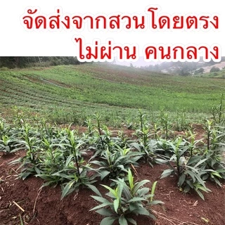 ♥️มากาเรตญี่ปุ่น 🌺กระถาง 2 นิ้ว