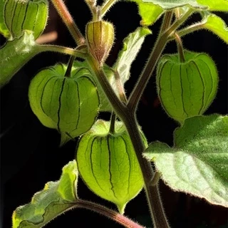 เมล็ดพันธุ์ เคพกูสเบอร์รี่ 500 เมล็ด เหลือง/แดง/ม่วง Cape Gooseberry เมล็ดโทงเทงฝรั่ง