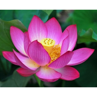 2 เมล็ด เมล็ดบัว สีชมพู ดอกใหญ่ นำเข้า บัวนอก สายพันธุ์เมล็ดบัว Lotus seeds