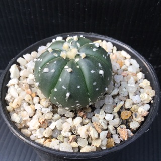 Astrophytum asterias