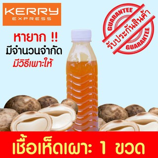 🍄เชื้อเห็ดเผาะ เห็ดถอบ🍄 ชนิดน้ำฮอร์โมน สูตรเข้มข้น เพาะง่าย หายาก