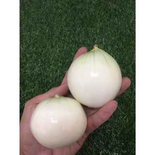 หัวหอมใหญ่นอกปอกเปลือก 🧅 - หัวหอมใหญ่นอกสด หอมหัวใหญ่ หอมขาว ผักผลไม้