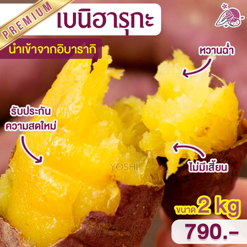 (PFRXJQ ลด 15%) ส่งฟรี มันหวานญี่ปุ่น เบนิฮารุกะ 2kg มันหวานญี่ปุ่นนำเข้า มันหวานญี่ปุ่นเบนนิฮารุกะ ปลูกที่ญี่ปุ่น 100%