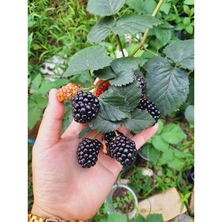 🌳ต้นแบล็คเบอรี่🍒สายพันธ์ใหม่-เก่าให้เลือก💚ปลูกได้ทุกภาคส่งไม่เกิน3วันค่ะ ❤[