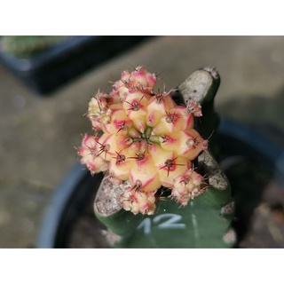 12 -​ โมโมทาโร่ Momotaro Gymnocalycium​ Cactus แคคตัส กระบองเพชร ไม้อวบน้ำ ไม้กราฟ ราคาถูก​ ยิมโนด่าง GYMNO​ ยิมโน ด่าง