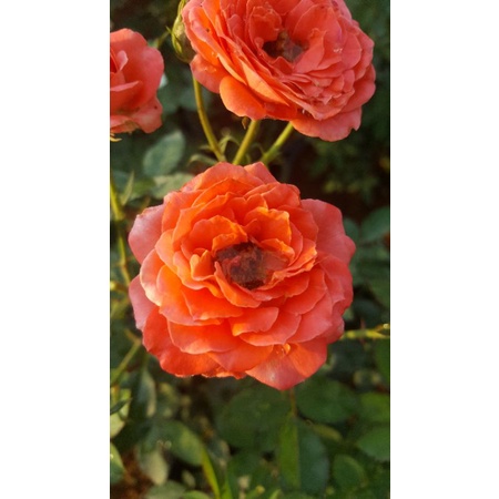 ต้นกุหลาบสีส้มพวง(ดอกมีกลิ่นหอม)