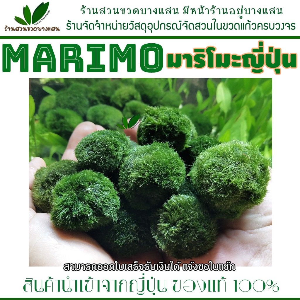 Marimo ถูกที่สุด พร้อมโปรโมชั่น มิ.ย 2024|BigGoเช็คราคาง่ายๆ
