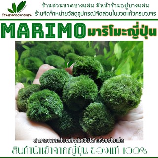 ชุดบำรุงมาริโมะ สาหร่ายญี่ปุ่น Marimo ไซต์ใหญ่