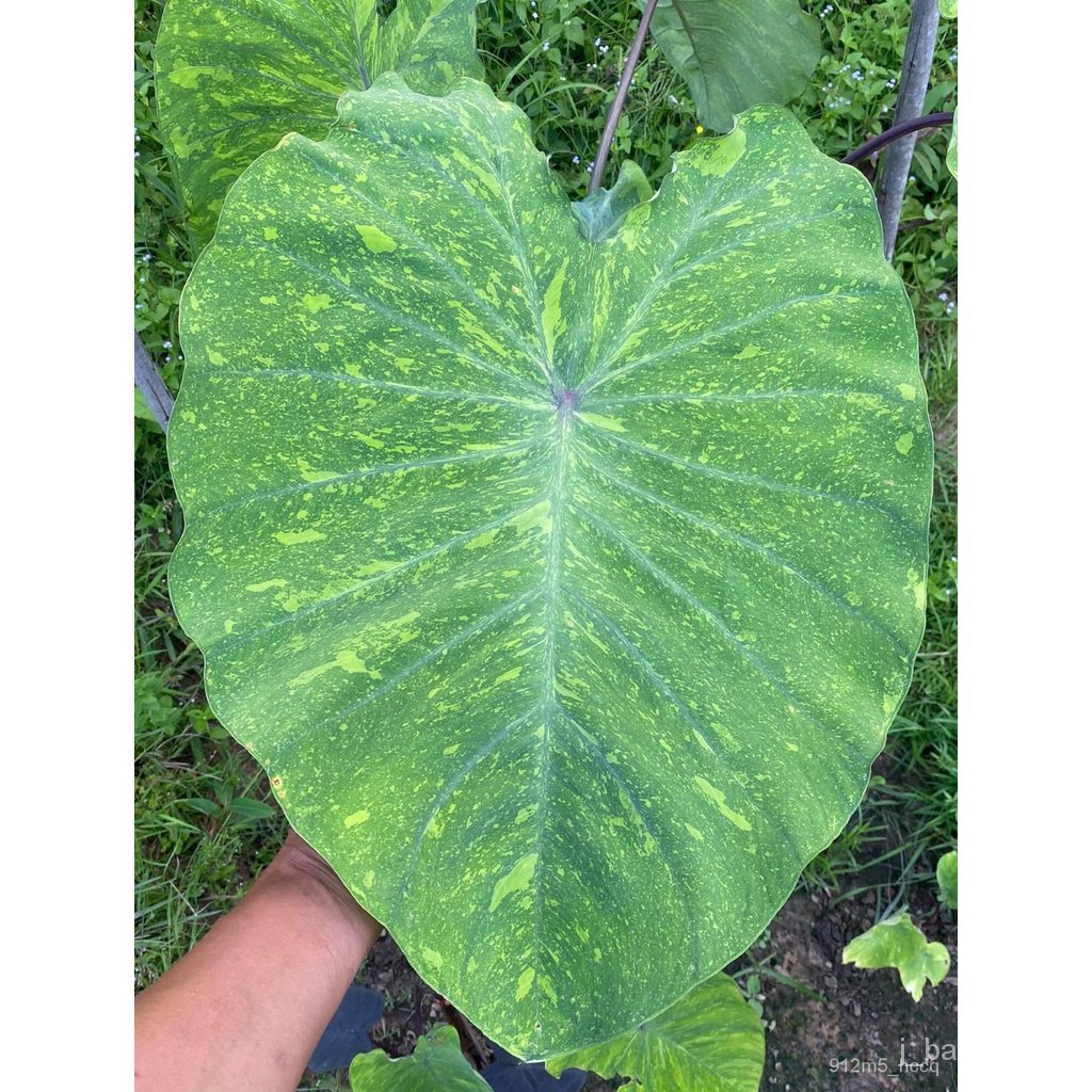 เมล็ดพันธุ์ seeds  Colocasia Lemon Lime Geko แท้ 100%เลม่อนไลม  สูง 20-30 cm จัดส่งแบบห่อรากผักนำเข้